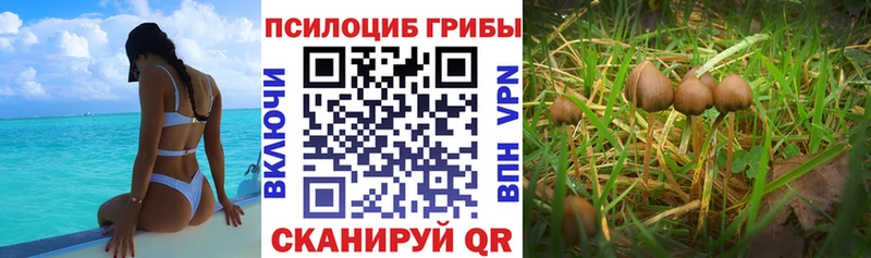 Псилоцибиновые грибы мицелий  Ливны 